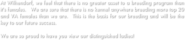 At Wilhendorf, we feel that there is no greater asset to a breeding program than it's females.   We are sure that there is no kennel anywhere breeding more top 20 and VA females than we are.  This is the basis for our breeding and will be the key to our future success.   

We are so proud to have you view our distinguished ladies!
