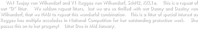     VA1 Teejay von Wilhendorf and V1 Reggae von Wilhendorf, SchH2, KKL1a.    This is a repeat of our “D” litter.   We seldom repeat litters,  but we are so thrilled with our Danny and Destiny von Wilhendorf, that we HAD to repeat this wonderful combination.   This is a litter of special interest as Reggae has multiple accolades in National Competition for her outstanding protection work.   She passes this on to her progeny!    Litter Due in Mid January.