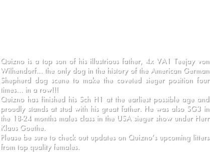 We are THRILLED to announce that our Quizno has been awarded VA3 at the USA Sieger Show as only a 2 year old under Herr Hans-Joachim Dux!    Quizno was awarded this wonderful place due to his fantastic anatomy and OUTSTANDING protection routine, which was lauded by many as the best, including Mr. Dux!   
Quizno is a top son of his illustrious father, 4x VA1 Teejay von Wilhendorf... the only dog in the history of the American German Shepherd dog scene to make the coveted sieger position four times... in a row!!!
Quizno has finished his Sch H1 at the earliest possible age and proudly stands at stud with his great father. He was also SG3 in the 18-24 months males class in the USA sieger show under Herr Klaus Goethe.
Please be sure to check out updates on Quizno’s upcoming litters from top quality females.