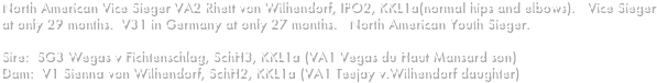 North American Vice Sieger VA2 Rhett von Wilhendorf, IPO2, KKL1a(normal hips and elbows).   Vice Sieger at only 29 months.  V31 in Germany at only 27 months.   North American Youth Sieger.Sire:  SG3 Wegas v Fichtenschlag, SchH3, KKL1a (VA1 Vegas du Haut Mansard son)Dam:  V1 Sienna von Wilhendorf, SchH2, KKL1a (VA1 Teejay v.Wilhendorf daughter)