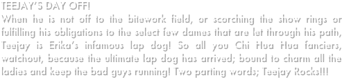 TEEJAY’S DAY OFF!
When he is not off to the bitework field, or scorching the show rings or fulfilling his obligations to the select few dames that are let through his path, Teejay is Erika’s infamous lap dog! So all you Chi Hua Hua fanciers, watchout, because the ultimate lap dog has arrived; bound to charm all the ladies and keep the bad guys running! Two parting words; Teejay Rocks!!!